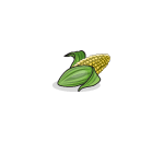 Ripe Ear of Corn