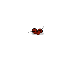 Cranberries