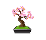 Plum Blossom Bonsai