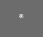 Small Dandelion