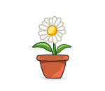 Giant Potted Daisy