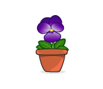 Giant Potted Pansy