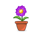 Potted Purple Daisy