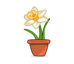 Potted White Daffodil