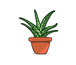 Potted Aloe