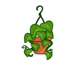 Hanging Ivy