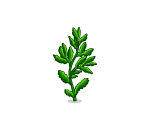 Greeny Seaweed