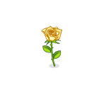 Romantic Yellow Rose