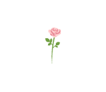 Pink Rose