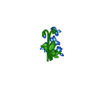 Greenhouse Blue Flowers