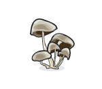 Wild Gray Mushrooms