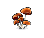 Wild Orange Mushrooms