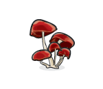 Wild Carmine Mushrooms