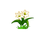 Springy Easter Lillies