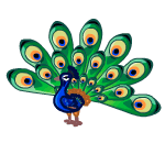 Elegant Peacock