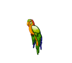 Green Petdive Parrot