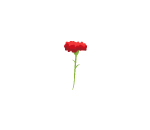 Rouge Carnation