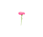 Flushing Pink Carnation