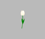 Pure White Tulip