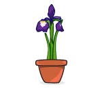 Potted Iris