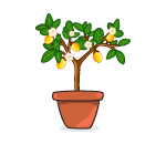 Potted Lemon Tree