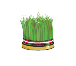 Nowruz Sprouting Plant