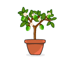 Potted Lime Tree