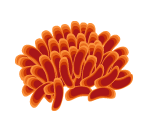 Orange Coral Blossom