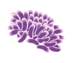 Purple Coral Blossom