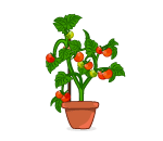 Potted Tomato Plant