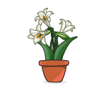 Potted Easter Lilies