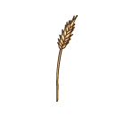 Wonderful Wheat Stalk