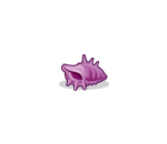 Purple Conch Shell
