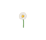 Singular White Daisy