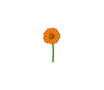 Singular Orange Daisy