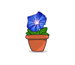 Potted Morning Glory