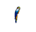 Blue Parrot