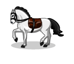 Lipizzaner Riding Horse