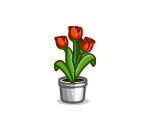 Red Potted Tulips
