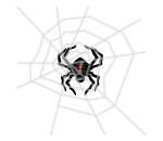 Black Widow Spider Web