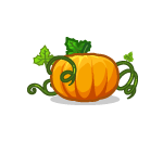 Viney Plump Pumpkin