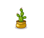 Outdoor Cactus Plant
