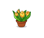 Outdoor Potted Tulips