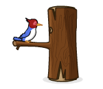 Binkie The Woodpecker