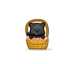 Toto in Basket