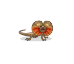 Red-Eared Frilled Dragon