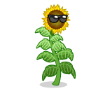 Sunshine Sunflower