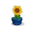 Little Lost Magical Sunflower