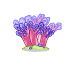 Underwater Pink Coral