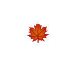Fallen Maple Red Leaf